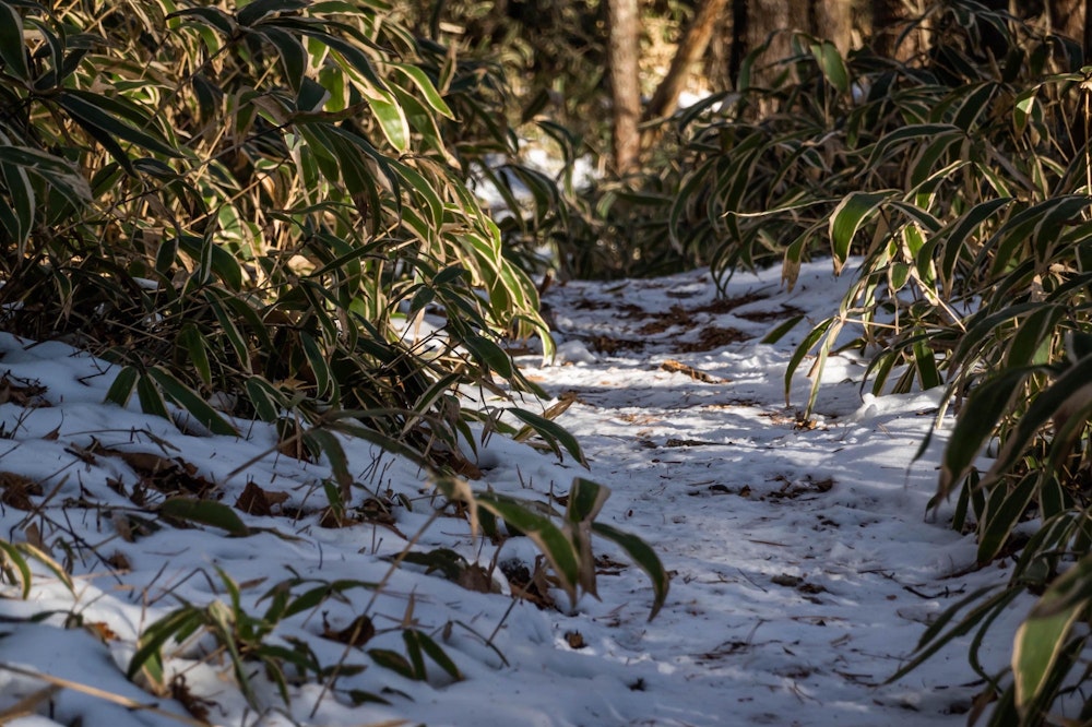 <p>標高 1200m くらいになると、雪が出てきた。チェーンスパイクは必要ない程度の積雪だった。</p>