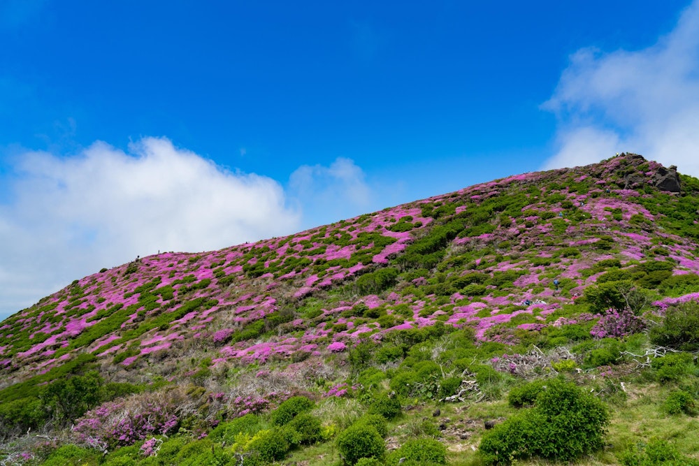 <p>平治岳頂上部分。ここから見るだけで、明らかにあのあたり一体の花の密度がすごいことがわかる。<br>花が多すぎて、もはや緑色の部分のほうが少ない。</p>