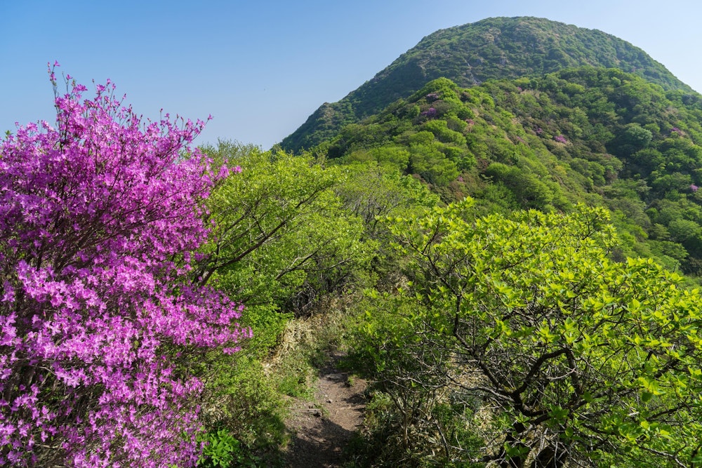 <p>国見岳のこんもりとした山容。</p>