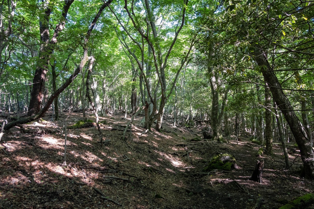 <p>場所は変わって鶴見岳。<br>広く歩きやすい樹林帯を登っていく。</p>