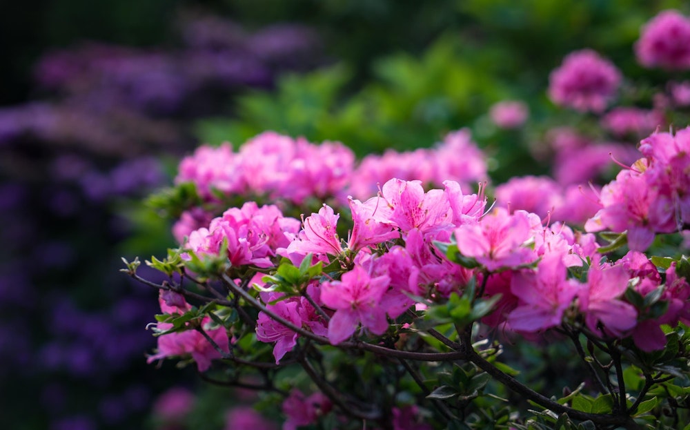 <p>この山もミヤマキリシマが自生しているようだった。<br>九州の主だった山はどこに行ってもミヤマキリシマを楽しむことができそうだ。</p>