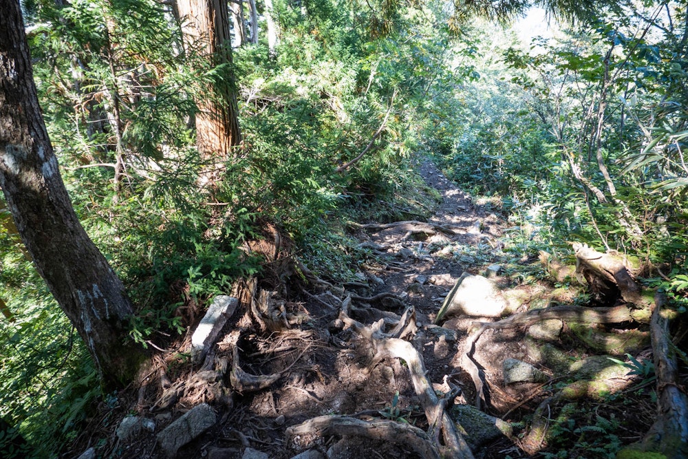 <p>早月小屋から下部はひたすら樹林帯の下り。<br>この辺りまで来れば危険箇所はないため、地道に標高を下げるのみ。</p>