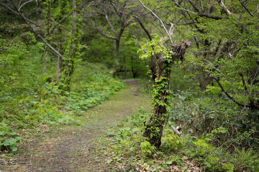<p>湯瀬ホテルの脇から渓谷の遊歩道に入ると、すぐに鮮やかな緑のトレイルに出た。</p>
