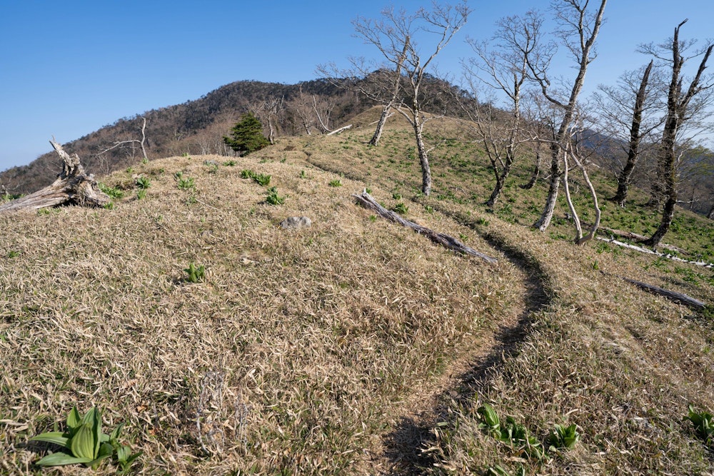 <p>一部、険しい斜面があるが、そこを過ぎればご覧の尾根道。</p>