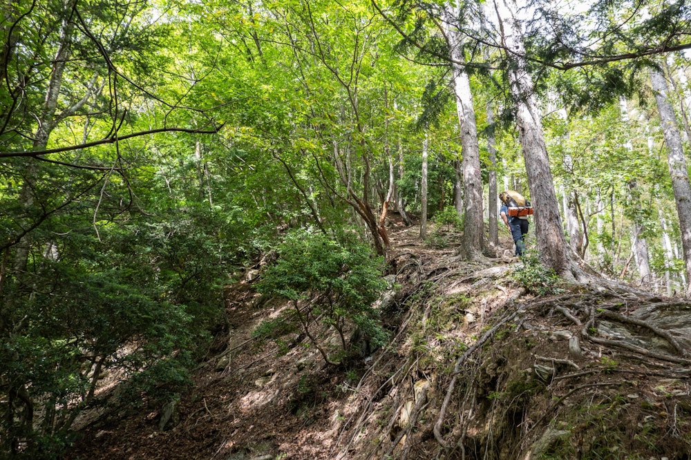 <p>奈良田から笹山ダイレクト尾根をひたすら登る。</p>
