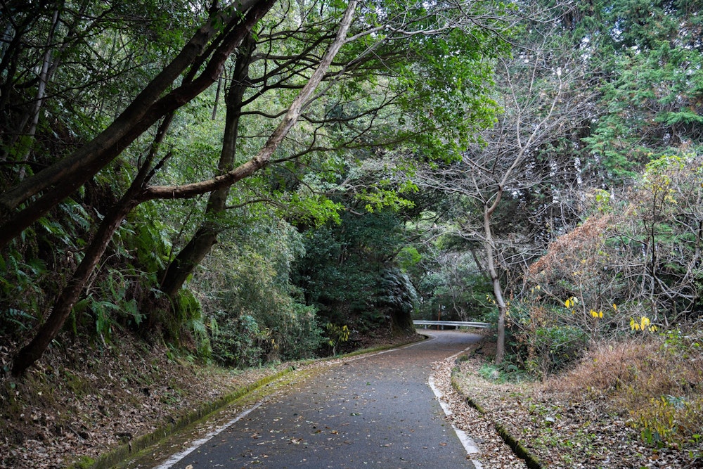 <p>しばらく舗装路を登る。<br>近所に住む人がランニングコースとして使っていた。</p>
