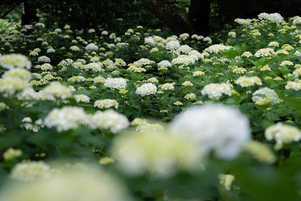 <p>知らなかったのが、香貫山にはものすごい数のあじさいが咲き誇っていたこと。<br>まだ咲き始めの株が多かったものの、その数で圧倒された。<br>6月いっぱいは十分楽しめそうな感じだった。</p>