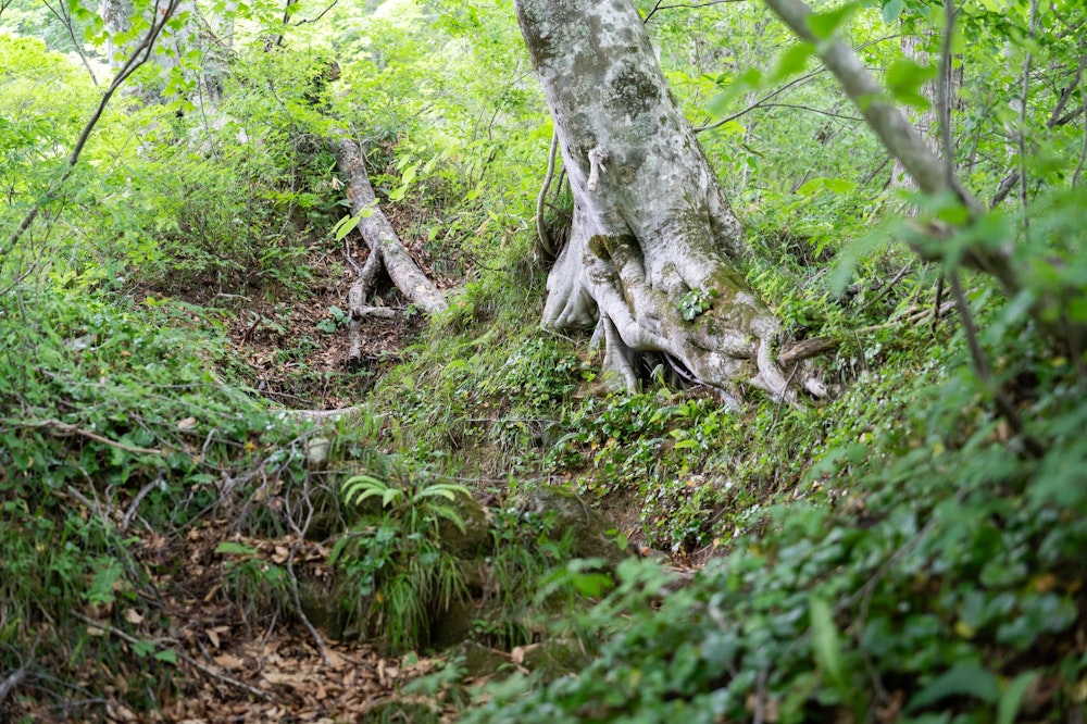 <p>昼ごろに川入から入山し、最初はブナの樹林帯を通って標高を上げていく。<br>急登だが、このあたりで特に危ない箇所はない。<br>低気圧の接近による曇天と時間帯もあって、汗が噴き出る。</p>