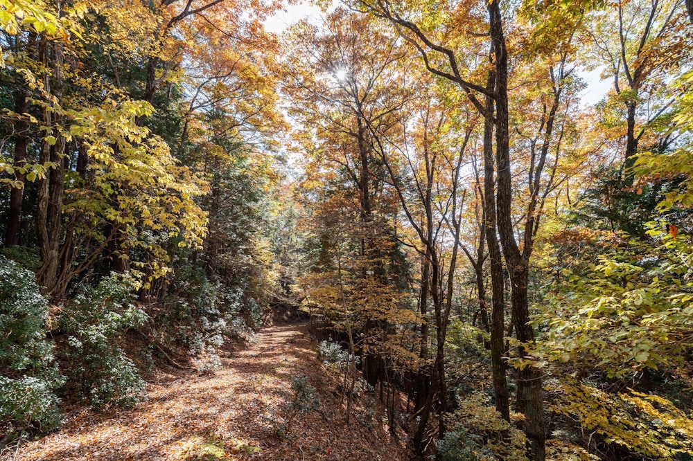 <p>何度か古い林道に出る。</p>