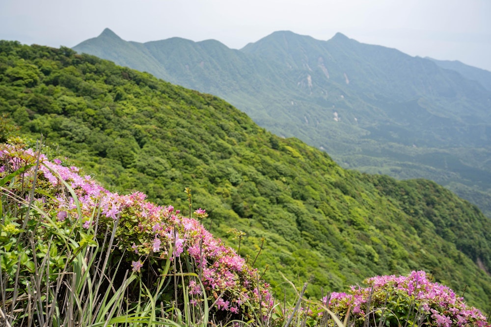 <p>そうか、もうミヤマキリシマの季節だ。</p>
