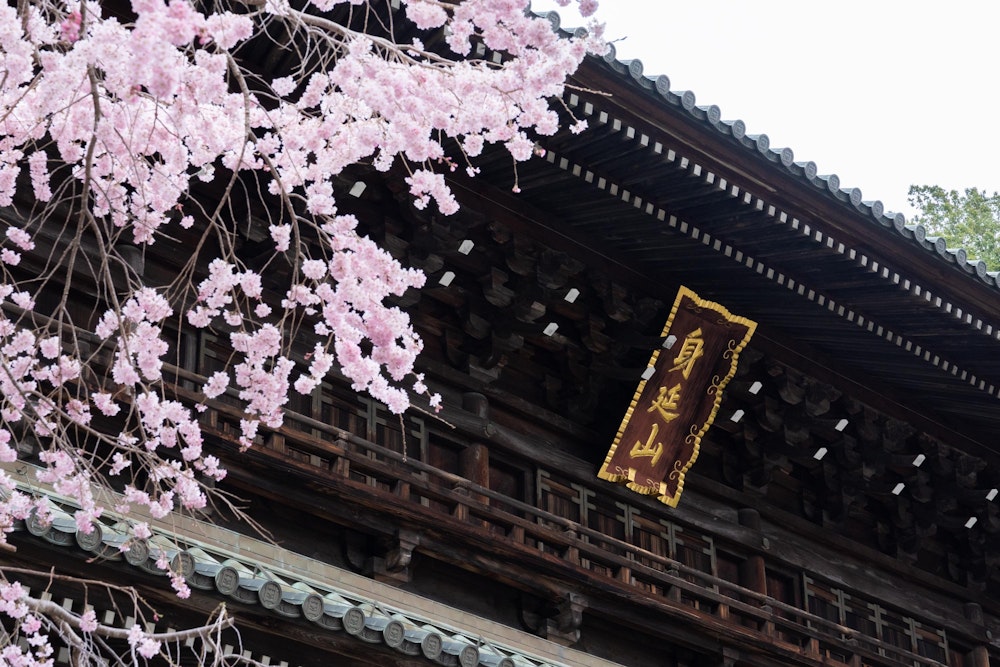 <p>春の身延山は、桜やミツマタなどの花々に包まれた穏やかな山歩きとなった。<br>また季節を変えて、久遠寺の立派な伽藍が映える秋の紅葉を楽しみに訪れたい。</p>