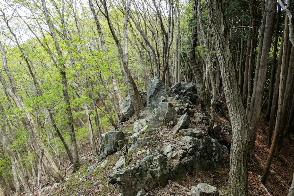 <p>鳴神山よりも北側の尾根に差し掛かると、それまでと打って変わって岩稜や不明瞭な道が出てくる。<br>人もかなりまばらで、曇り空と相まって鬱蒼とした雰囲気になってきた。</p>