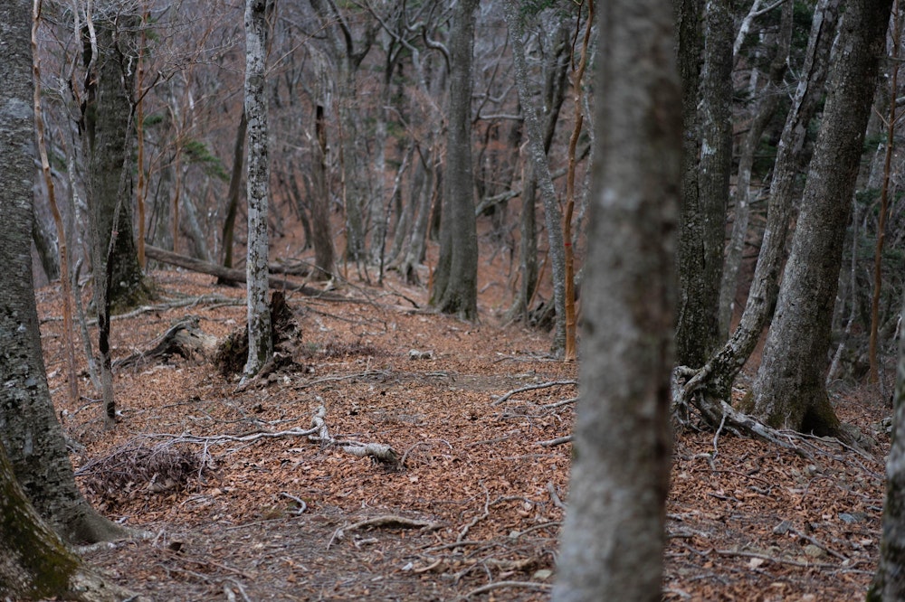 <p>尾根に復帰すれば、あとは新百姓山を通って杉ヶ越登山口に戻る。<br>初日の危険な尾根は誤算だったが、そこを除けば安心して歩くことができた。<br>九州らしい静かな山歩きを楽しめた二日間だった。</p>