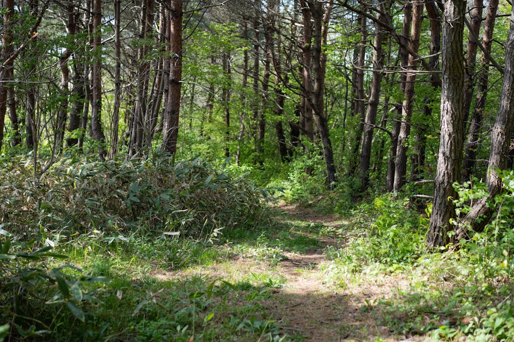 <p>一部、樹林帯を抜ける区間もあるが、ここもよく整備されていて気持ちがよい。</p>