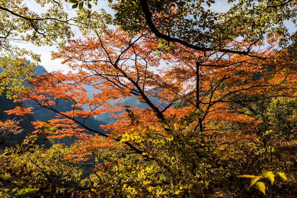<p>奥多摩の森も、秋色が深まりつつある。</p>