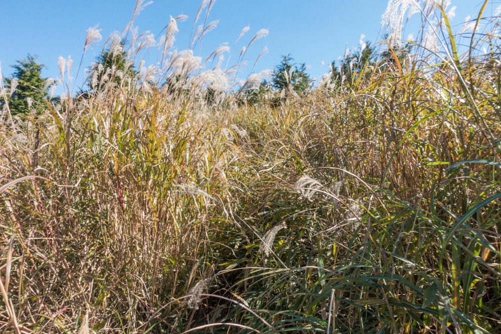 <p>ところがここでトラブル発生。<br>清水峠から先の道が、突如として背丈を大幅に上回る高さの藪に覆われている。<br>そこに登山道があるかどうかもわからないくらいに。<br>強引に進もうと試みたが、埒が明かず。</p>