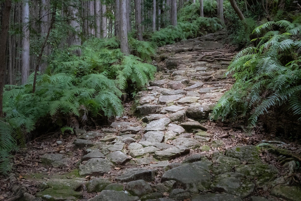 <p>馬越峠までは熊野古道伊勢路、江戸時代に敷かれた石畳の道を辿る。</p>