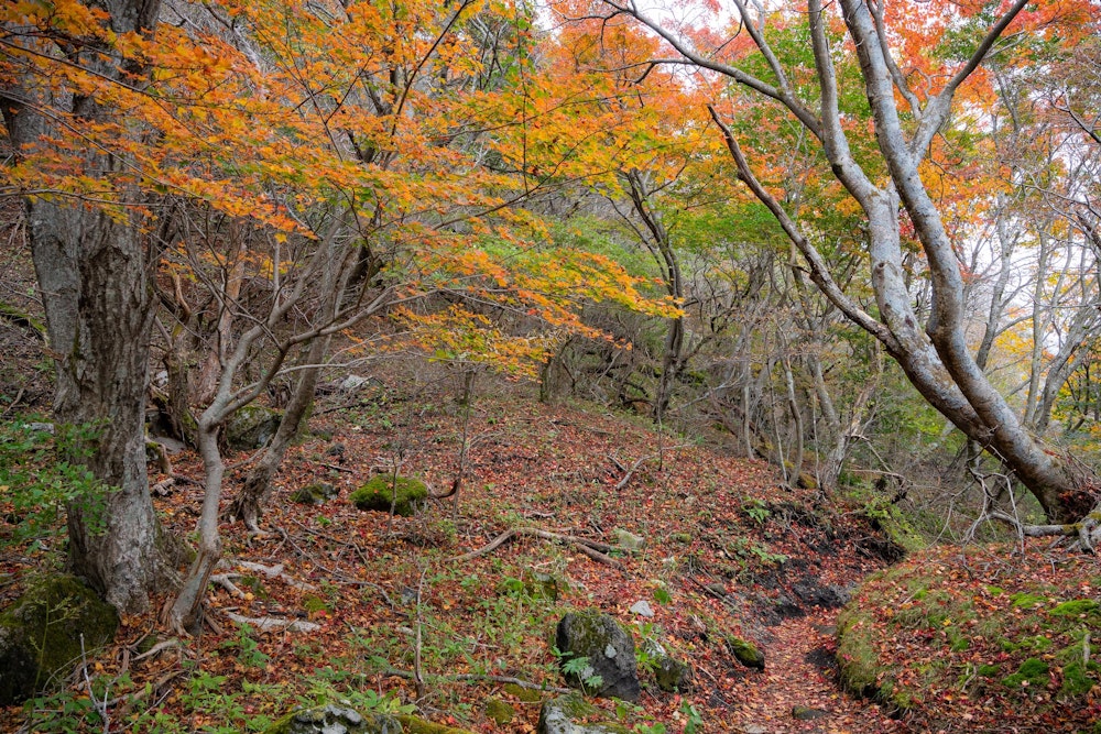 <p>入山公廟を経由し、今水登山口に戻る。山腹の紅葉も綺麗だった。<br>満足の紅葉見納め登山ができた。</p>