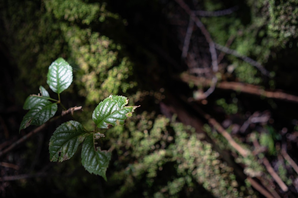 <p>樹林帯の苔むした道も美しい。朝露で濡れた植物がいきいきとしている。</p>