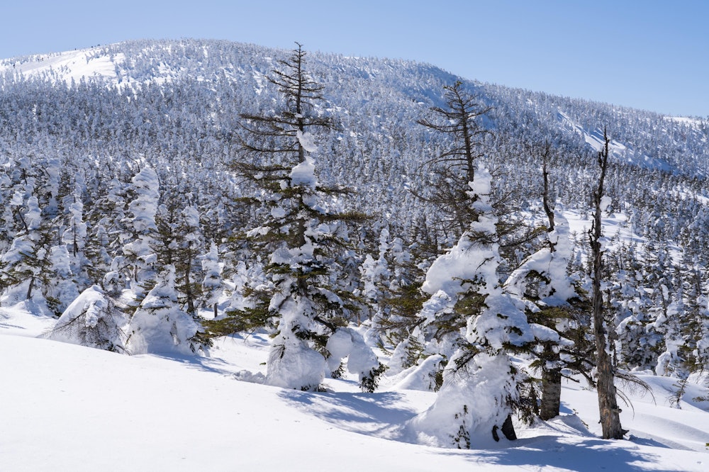 <p>数十分ほど歩いて短い樹林帯を抜けると、すぐに視界が開けて西吾妻山の頂上方面が見える。<br>実際に見えているのは梵天岩・天狗岩付近で、ピークはその奥にある。</p>