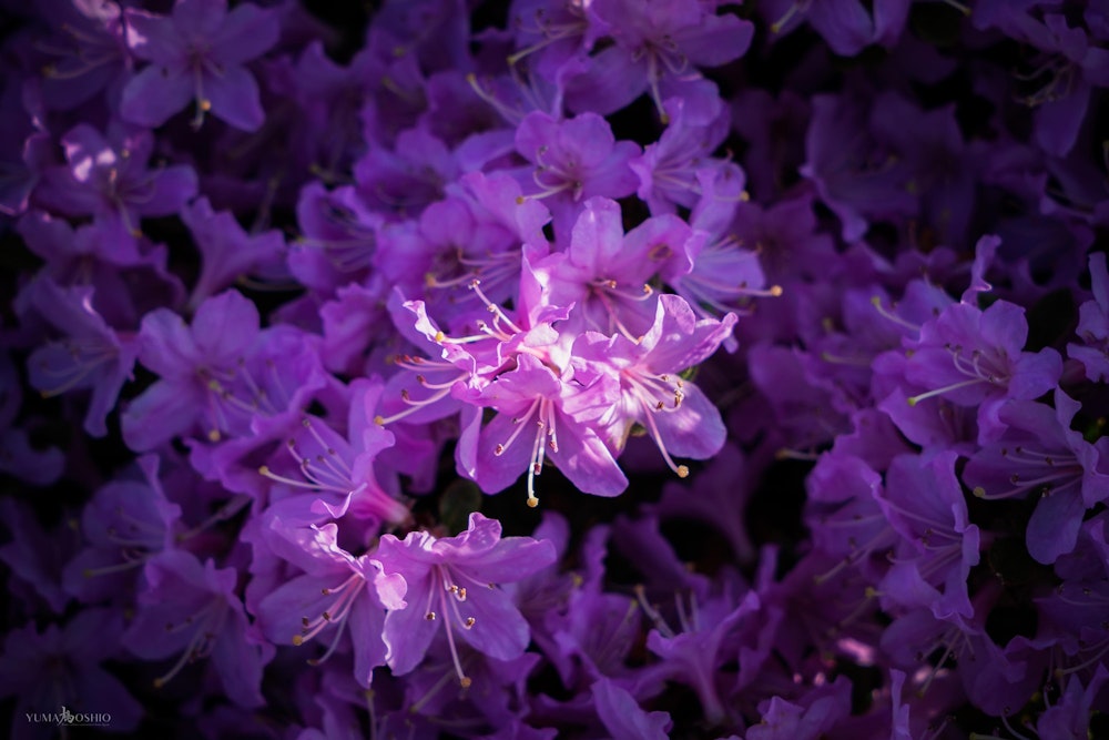 <p>スポットライトを浴びるミヤマキリシマの花。</p>