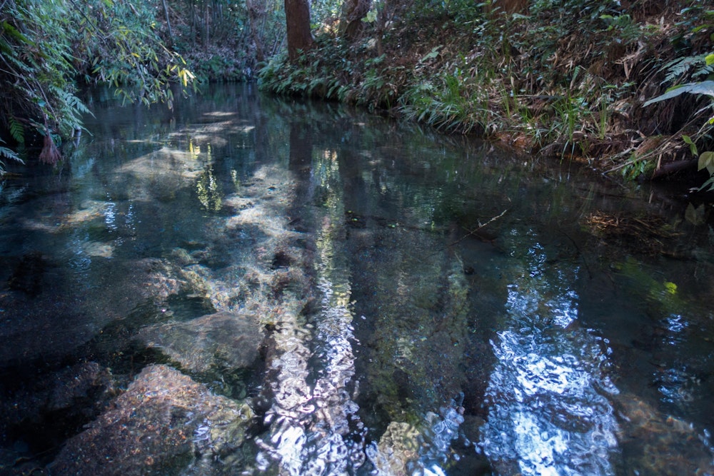 <p>南阿蘇の清流はとにかく美しい。<br>いたるところに水源と用水路がある。</p>