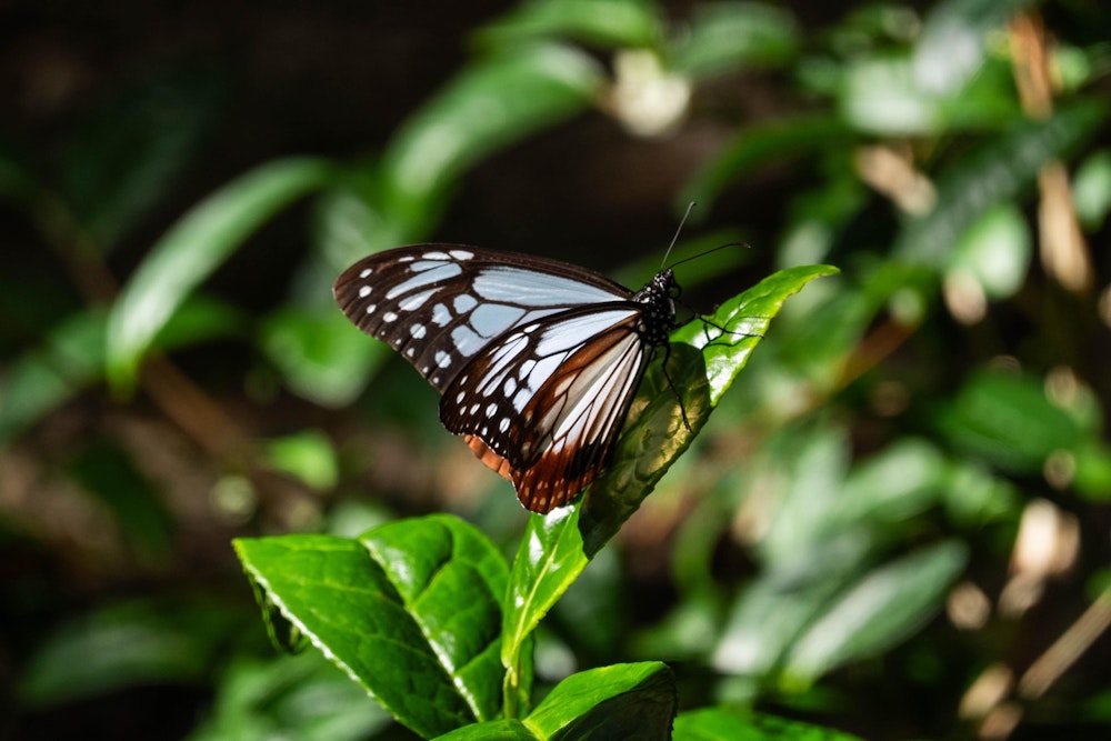 <p>旅する蝶、アサギマダラに出会った。</p>
