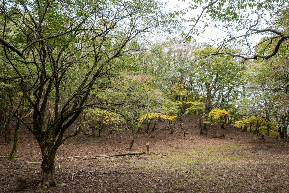<p>トンギリ山を過ぎて、尾根に出て少しずつ標高を上げていくと、木々は秋色になっていく。</p>