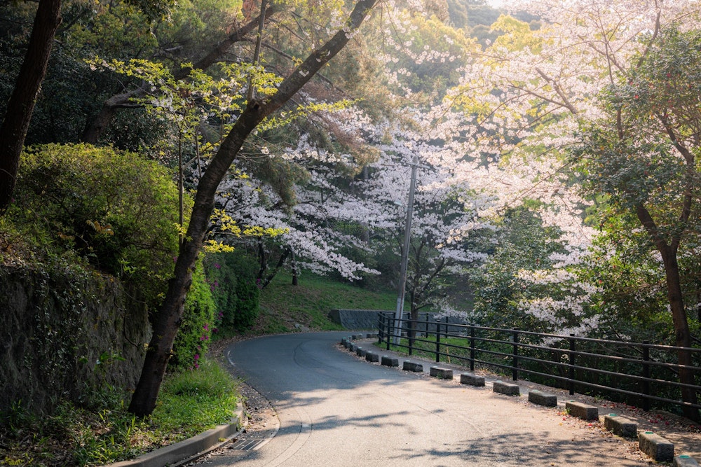 <p>早朝の人が少ない時間帯、のんびりと花見散歩が楽しめた。</p>