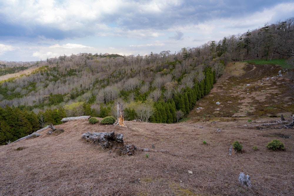 <p>基本的には樹林帯を進み、ときどき開けた場所に出るといった感じ。<br>何度かなぜここが開けているのだろうという場所に出る。</p>