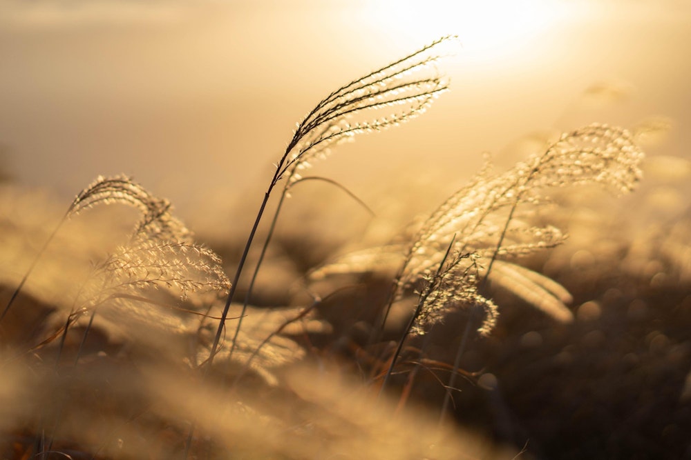 <p>朝日に揺れるススキ。</p>