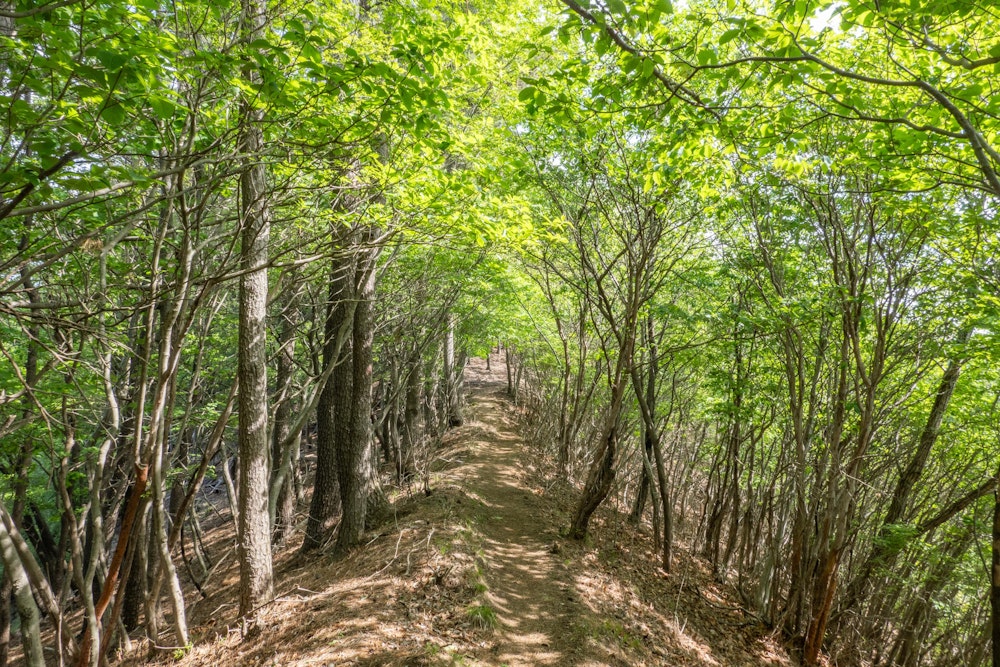 <p>吾妻山の先は鮮やかな新緑に包まれた静かなトレイル。</p>