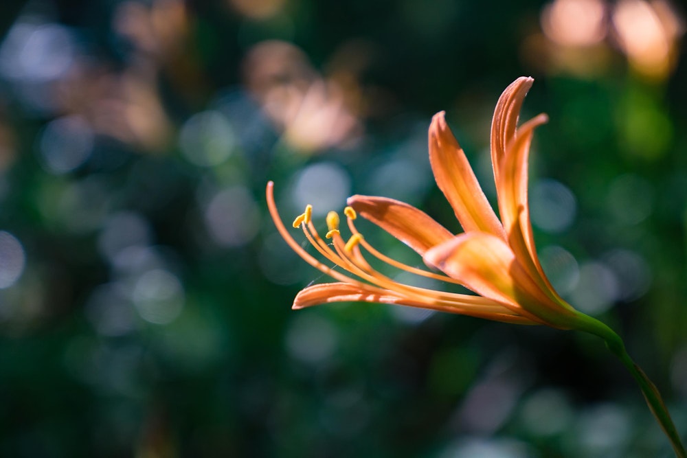 <p>一輪の花をクローズアップ。</p>