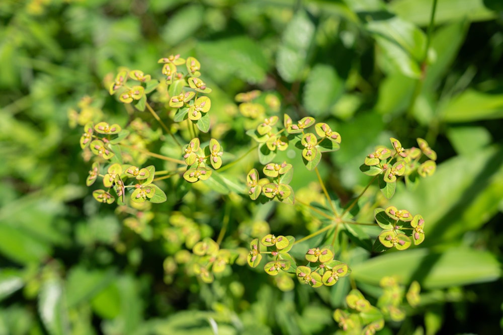 <p>たしかこれはシナノタイゲキ。<br>遠目で見ると地味だが、近くでよく見ると小さな葉の内側にピンク色の花のようなものをつけており可憐な印象に変わる。<br>この花は湿原内の一ヶ所だけで見られた。</p>