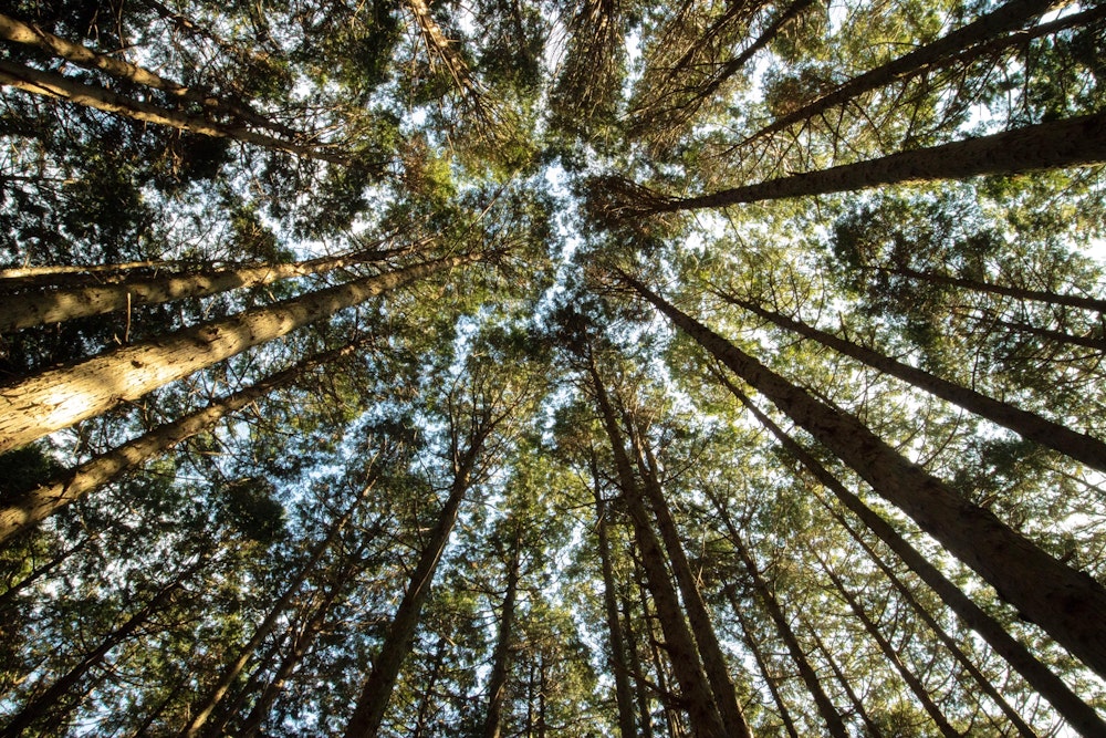 <p>お互いが干渉しないように、隙間を空けて育つ木々。<br>自然の神秘。</p>