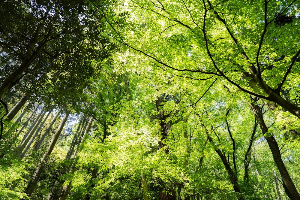 <p>賤ヶ岳からは余呉湖の湖畔へと下っていく。<br>新緑がとにかく鮮やかで美しい。紅葉の時期もきっと美しいだろう。</p>