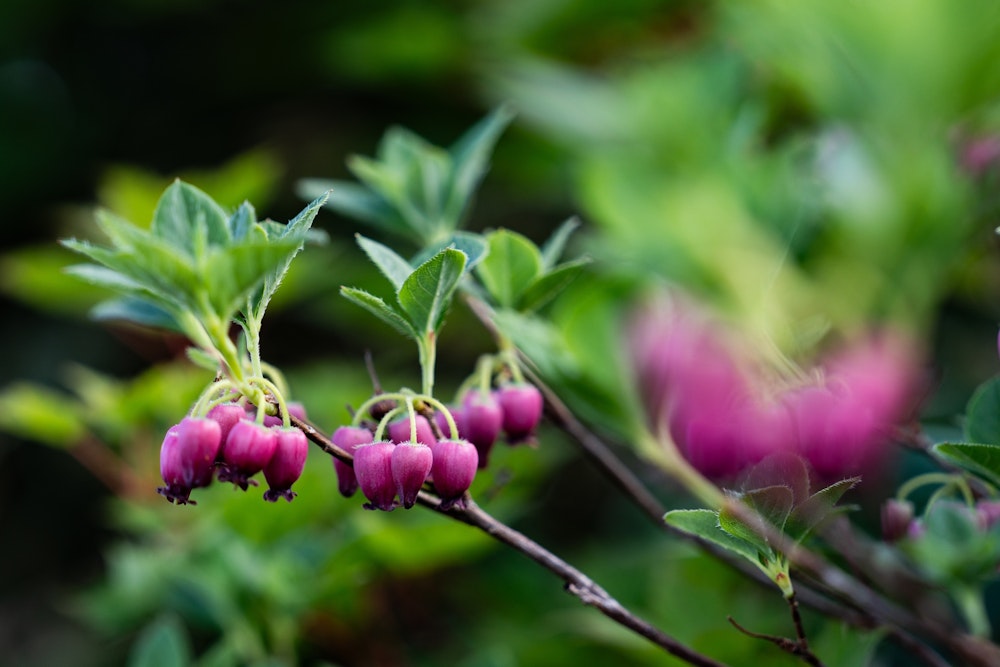 <p>ウラジロヨウラク。濃いピンク色で、小さな壺形花をたくさん咲かせている。<br>樹林帯の森林限界付近に多くみられた。</p>