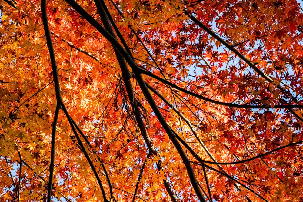 <p>1 月というのに、なぜか今ごろ最盛期を迎えている紅葉。<br>この木一本だけだったが、静岡は暖かいので、こういうことがわりとよくある。</p>