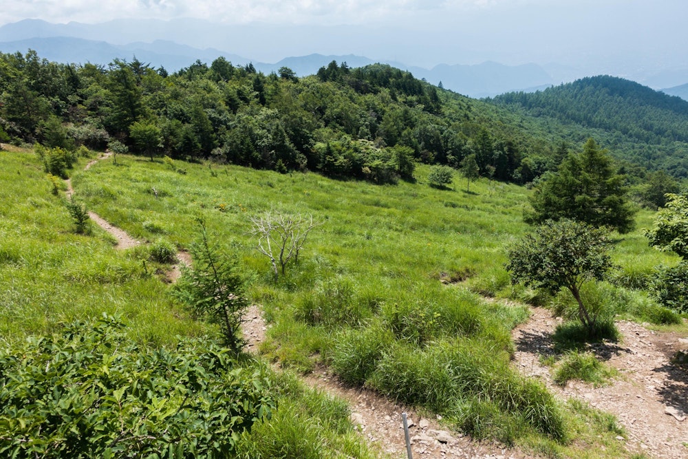 <p>扇平の爽快な登山道。</p>