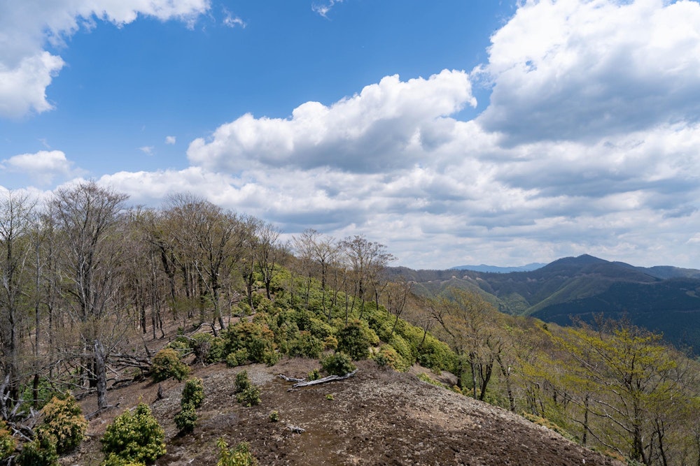 <p>稜線に出ると、いかにも脊梁といった雰囲気に満ちていた。最高だ。</p>