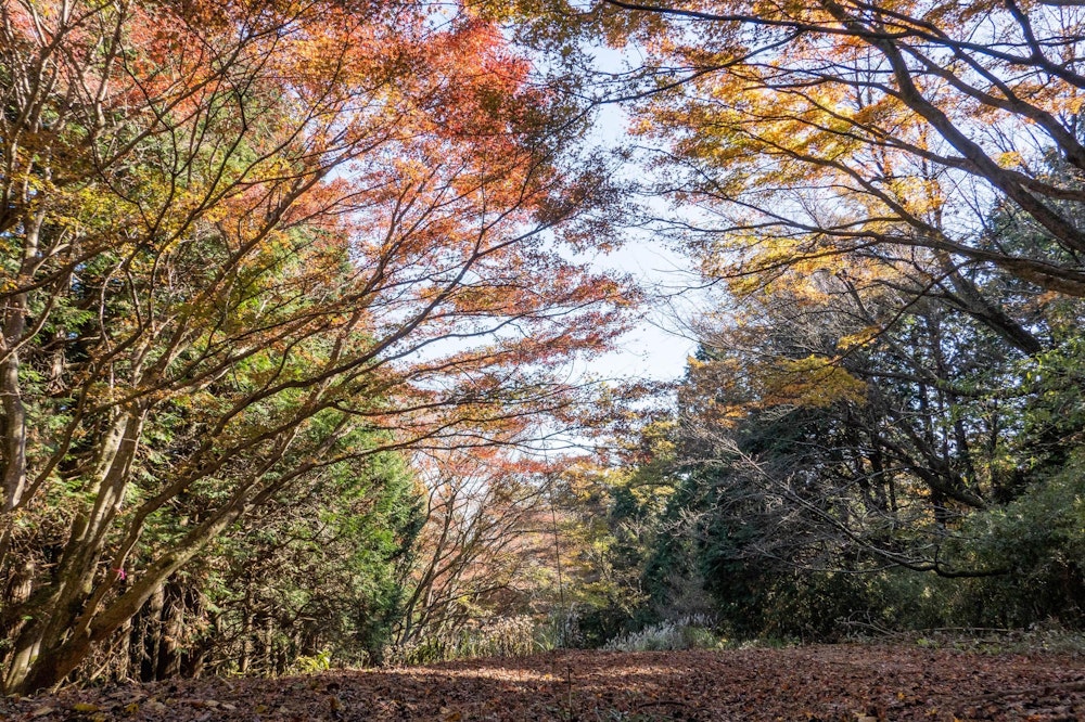 <p>湯坂路コースは長く緩やかな坂道となっていて、少し標高が低いためか紅葉が見頃だった。</p>