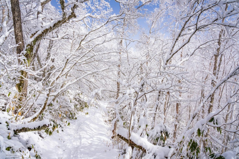 <p>入山が早めの時間帯だったからか、帰り道は多くの人とすれ違った。<br>ガスが上がってきていたのでこのあとの天気が心配だったが、皆があの感動の景色に出会えていることを願った。</p>