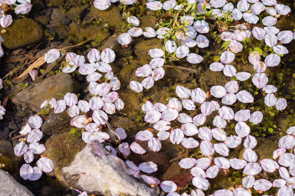 <p>川の水面には、先に散った花弁が儚く浮かぶ。</p>