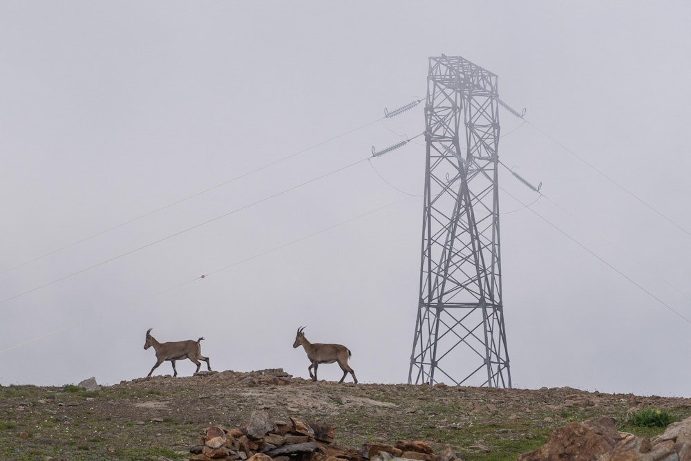 <p>３日目は、強風のガスの中を歩き始める。<br>アイベックスの群れと出会うことができた。</p>