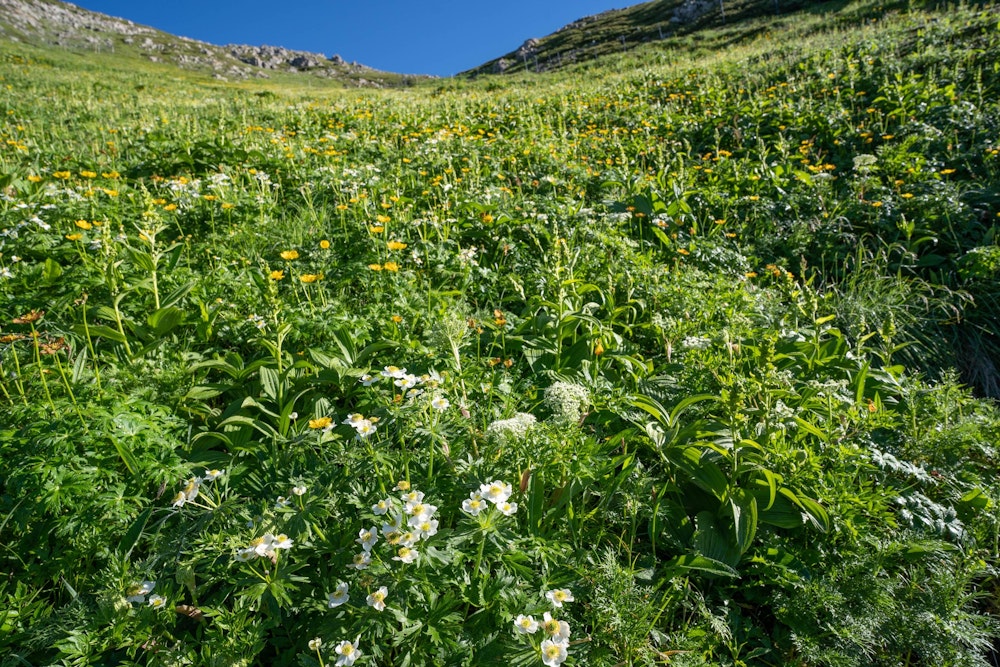 <p>荒川岳直下のお花畑は圧巻だった。<br>辺り一帯は甘い匂いに包まれている。</p>