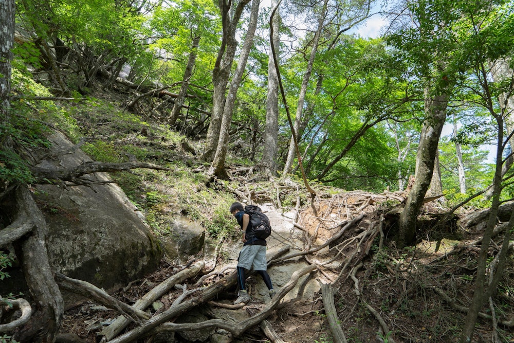 <p>とはいえ、木の根や大岩に阻まれたアスレチックな道のりとなっている。</p>