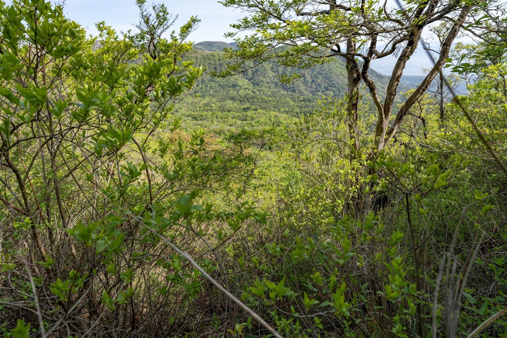 <p>固く濃密な木の藪を、バキバキと進む。<br>葉の裏には大量の芋虫がついていて、木を揺らすと自分に降ってくる。<br>まさに混沌だった。</p>