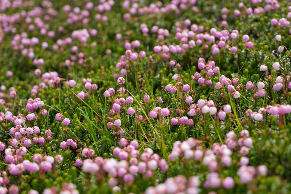 <p>エゾノツガザクラ。北日本の高山で見られる花で、大雪山にはたくさん咲いている。<br>ここ大雪山はお花畑の宝庫でもある。</p>