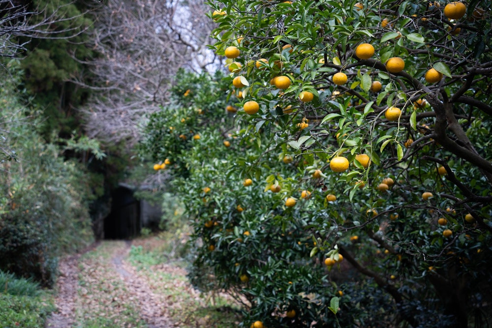 <p>みかん、ではない何かの柑橘類の木。<br>栽培されているものか、野生のものか。そっとしておこう。<br>今日の「午後から登山」も充実だった。低山、侮れない。</p>