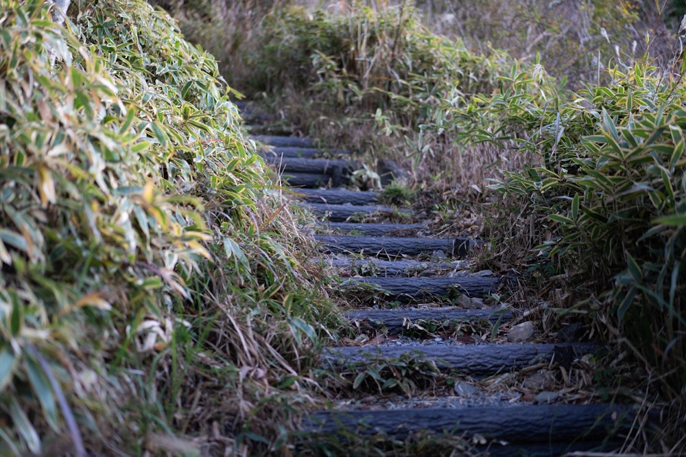 <p>日の出直前、明るくなったあたりで入山。<br>天川登山口から登れば、ちょっとしたハイキング気分で頂上にたどり着ける。</p>
